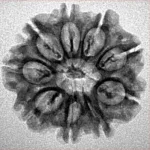 9 Mukhi Rudraksha 23.7mm 2.86gm - Inverse xray