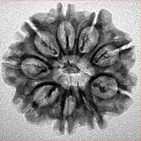 9 Mukhi Rudraksha 23.7mm 2.86gm - Inverse xray