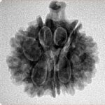 9 Mukhi Ganesh 22.4mm 3.56gm - Inverse xray