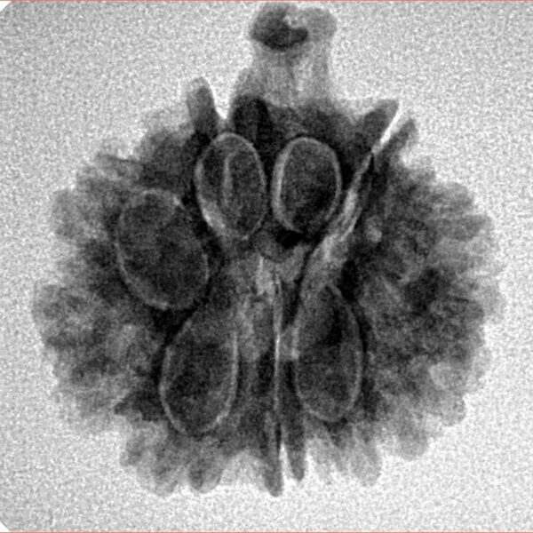 9 Mukhi Ganesh 22.4mm 3.56gm - Inverse xray