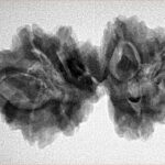 9 Mukhi Mini Trijuti 32mm 5gm - Inverse xray