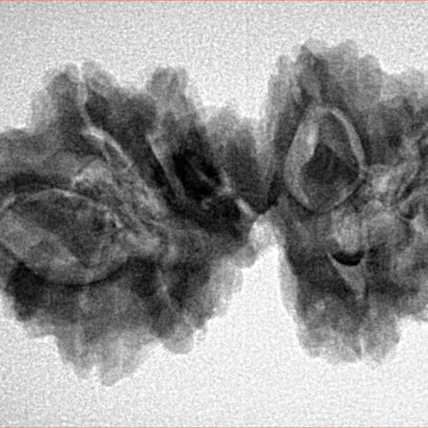 9 Mukhi Mini Trijuti 32mm 5gm - Inverse xray