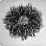 9 Mukhi Rudraksha 22.7mm 3.26gm - Inverse xray
