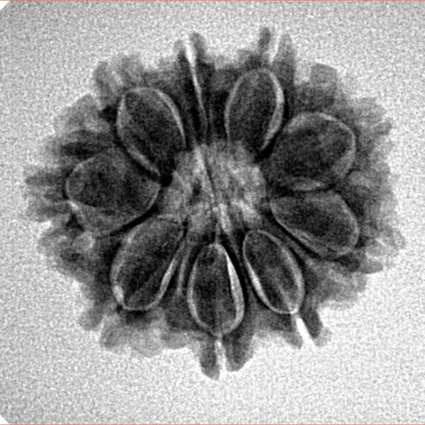 9 Mukhi Rudraksha 22.7mm 3.26gm - Inverse xray