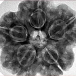 5 Mukhi Rudraksha 30.3mm 9.63gm - Inverse xray