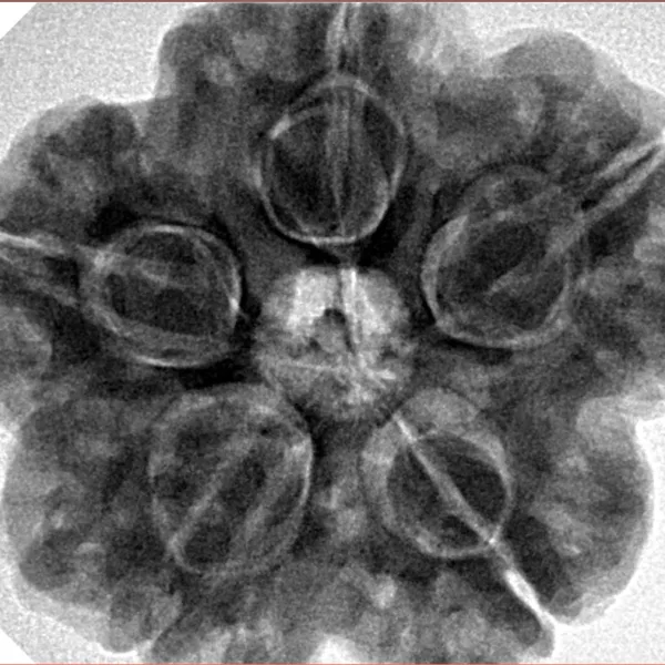 5 Mukhi Rudraksha 30.3mm 9.63gm - Inverse xray
