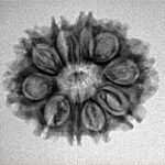 10 Mukhi Rudraksha 23.8mm 2.74gm - Inverse xray