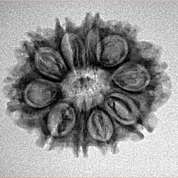 10 Mukhi Rudraksha 23.8mm 2.74gm - Inverse xray