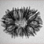 14 Mukhi Rudraksha 24.4mm 2.69gm - Inverse xray