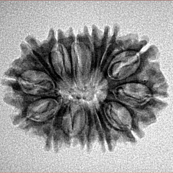 14 Mukhi Rudraksha 24.4mm 2.69gm - Inverse xray