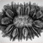 15 Mukhi Rudraksha 32mm 5.74gm - Inverse xray