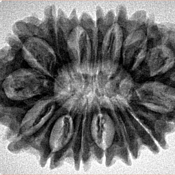 15 Mukhi Rudraksha 32mm 5.74gm - Inverse xray