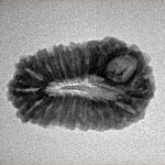 18 Mukhi Rudraksha 22.9mm 2gm - Inverse xray