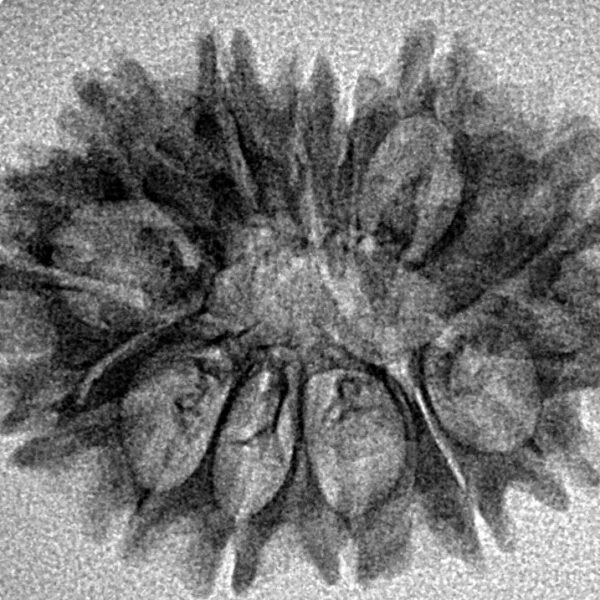 14 Mukhi Rudraksha 27mm 2.07gm - Inverse xray