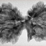 11 Mukhi G.S & Ganesh 39.5mm 6.32gm - Inverse xray