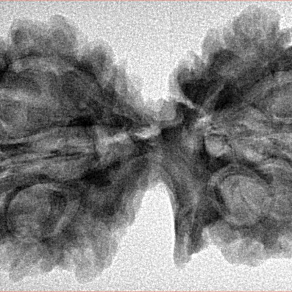 11 Mukhi G.S & Ganesh 39.5mm 6.32gm - Inverse xray