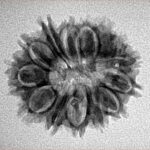 14 Mukhi Rudraksha 24.1mm 2.7gm - Inverse xray