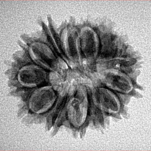 14 Mukhi Rudraksha 24.1mm 2.7gm - Inverse xray