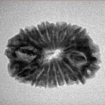 14 Mukhi Rudraksha 23.7mm 2.38gm - Inverse xray