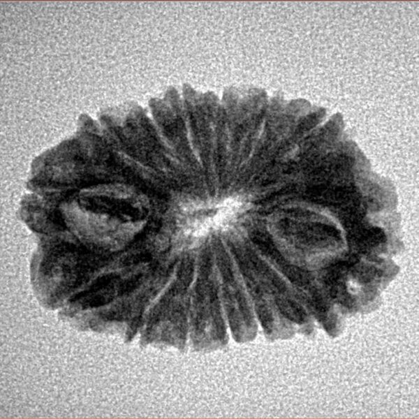 14 Mukhi Rudraksha 23.7mm 2.38gm - Inverse xray