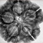 5 Mukhi Rudraksha 29.3mm 8.1gm - Inverse xray