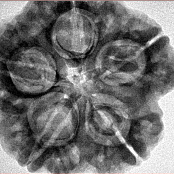 5 Mukhi Rudraksha 29.3mm 8.1gm - Inverse xray