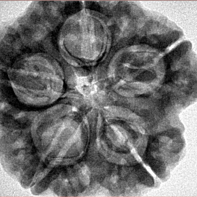 5 Mukhi Rudraksha 29.3mm 8.1gm - Inverse xray