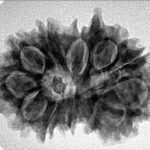 12 Mukhi G.S & Ganesh 29.2mm 4.82gm - Inverse xray