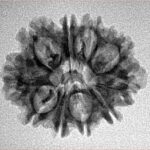 10 Mukhi Rudraksha 24.5mm 2.62gm - Inverse xray