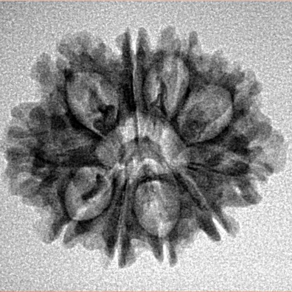 10 Mukhi Rudraksha 24.5mm 2.62gm - Inverse xray