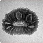 18 Mukhi Rudraksha 22.4mm 2.61gm - Inverse xray