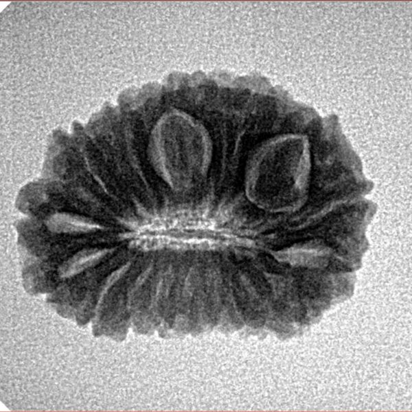 18 Mukhi Rudraksha 22.4mm 2.61gm - Inverse xray