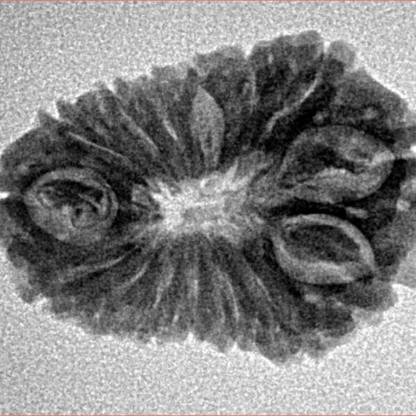 14 Mukhi Rudraksha 23.8mm 2.31gm - Inverse xray