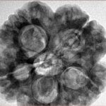 5 Mukhi Rudraksha 29mm 8.16gm - Inverse xray
