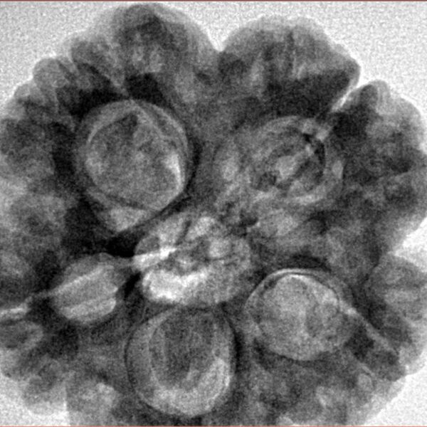 5 Mukhi Rudraksha 29mm 8.16gm - Inverse xray