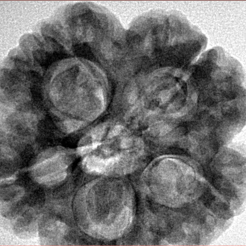 5 Mukhi Rudraksha 29mm 8.16gm - Inverse xray
