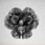 3 Mukhi Rudraksha 23mm 3.25gm - Inverse xray