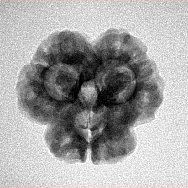 3 Mukhi Rudraksha 23mm 3.25gm - Inverse xray