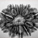 11 Mukhi Rudraksha 27.8mm 4.72gm - Inverse xray