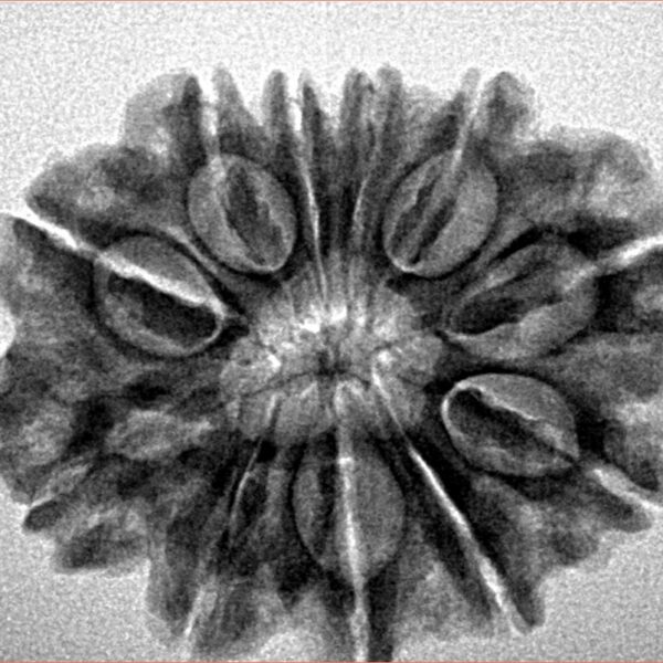 11 Mukhi Rudraksha 27.8mm 4.72gm - Inverse xray