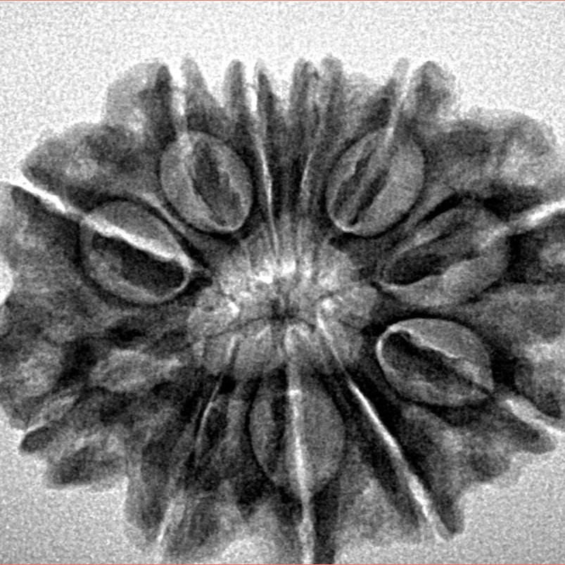 11 Mukhi Rudraksha 27.8mm 4.72gm - Inverse xray