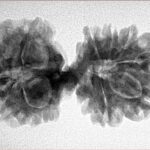 13 Mukhi Mini Trijuti 32.5mm 4.82gm - Inverse xray