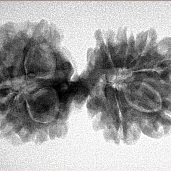 13 Mukhi Mini Trijuti 32.5mm 4.82gm - Inverse xray