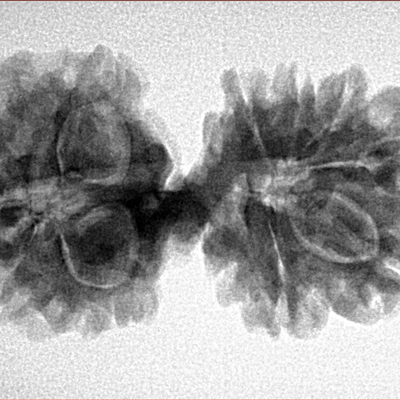 13 Mukhi Mini Trijuti 32.5mm 4.82gm - Inverse xray