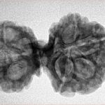 11 Mukhi Mini Trijuti 32.3mm 4.89gm - Inverse xray
