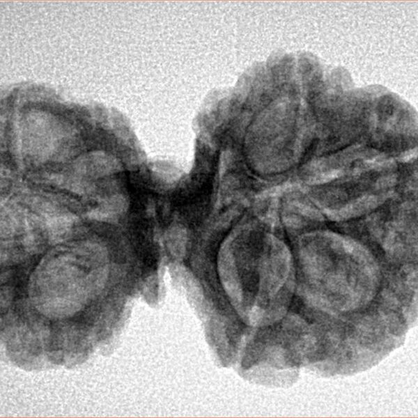 11 Mukhi Mini Trijuti 32.3mm 4.89gm - Inverse xray
