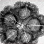 5 Mukhi Rudraksha 29.5mm 8.14gm - Inverse xray