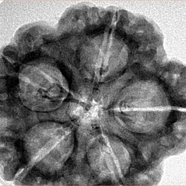 5 Mukhi Rudraksha 29.5mm 8.14gm - Inverse xray