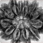 12 Mukhi Rudraksha 33mm 7.26gm - Inverse xray