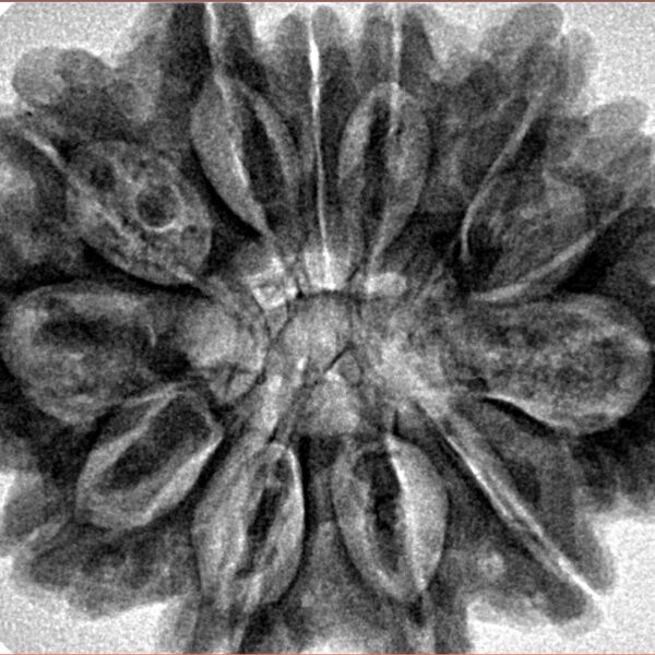12 Mukhi Rudraksha 33mm 7.26gm - Inverse xray